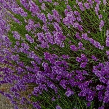 Lavender Blue Flower seeds for Planting - Vibrant Colors, Heirloom & GMO Free Seeds for Home Garden