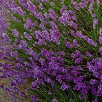 Lavender Blue Flower seeds for Planting - Vibrant Colors, Heirloom & GMO Free Seeds for Home Garden
