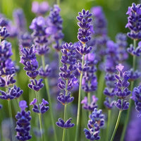 Lavandula Flower seeds for Planting Long Bloom Season Heirloom & GMO Free Seeds for Home Garden