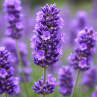 Purple English Lavender flowers suitable for dried floral arrangements and container gardens.