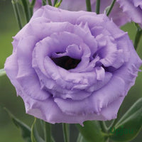 Lavender Eustoma (Lisianthus) Flower seeds for Planting - Compact Growth, Heirloom & GMO Free Seeds for Home Garden