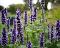 Lavender Mint Flowers Blooming in Garden