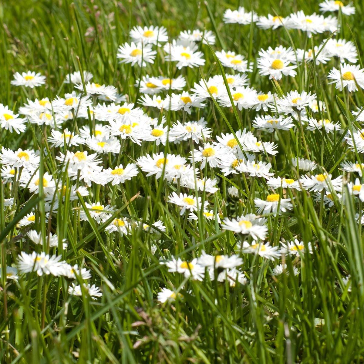 Lawn Daisy Bellis perennis white flowers growing in a garden lawn.