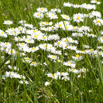 Lawn Daisy Bellis perennis white flowers growing in a garden lawn.