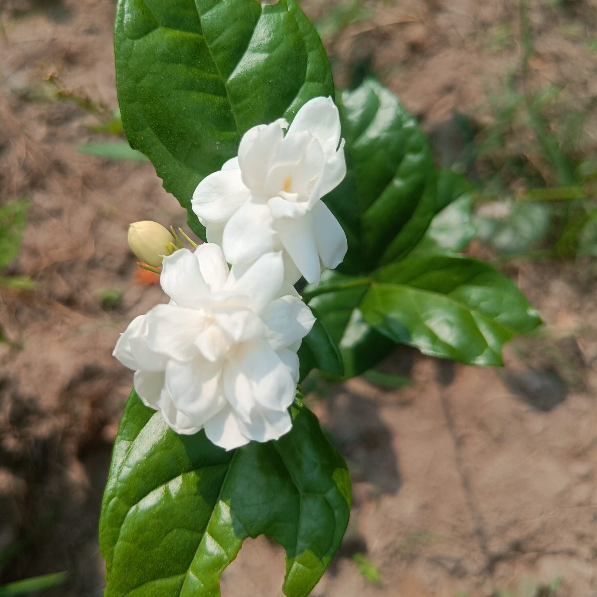 White  Big Jasmine Flower seeds for Planting - Long Bloom Season, Heirloom & GMO Free Seeds for Home Garden