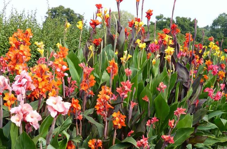 Canna plants growing in an outdoor garden bed
