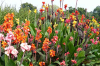 Canna plants growing in an outdoor garden bed
