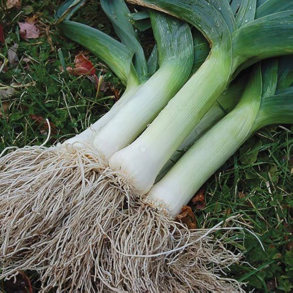 Leek Allium porrum seeds for planting