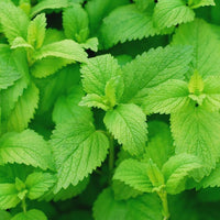 Lemon Balm herb seeds for planting in home gardens and containers.