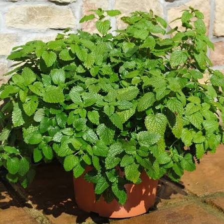 Healthy Lemon Balm plant with lush green aromatic leaves growing outdoors.