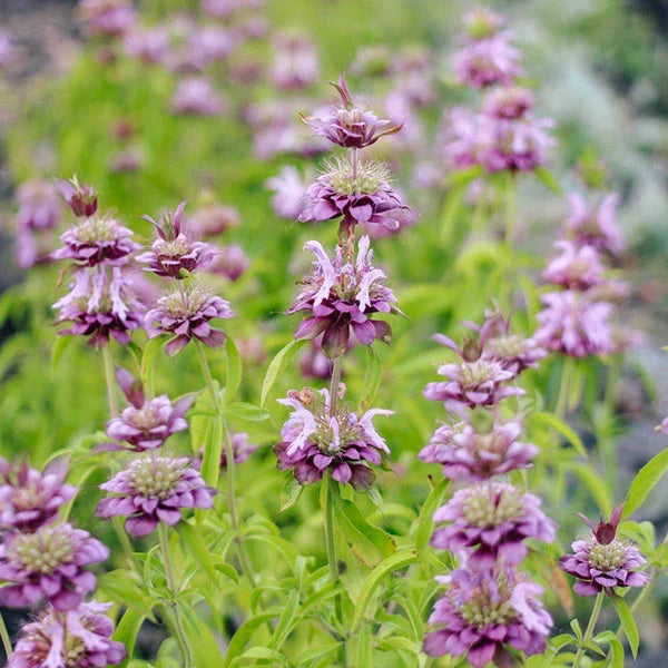 Lemon Bee Balm Monarda flowers blooming in a garden