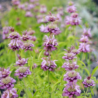 Lemon Bee Balm Monarda flowers blooming in a garden