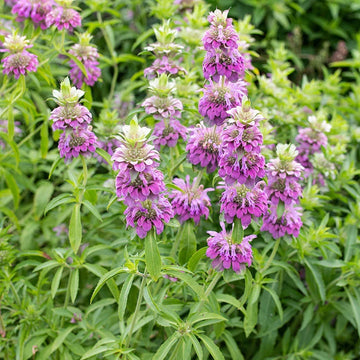 Lemon Bee Balm seeds for garden planting