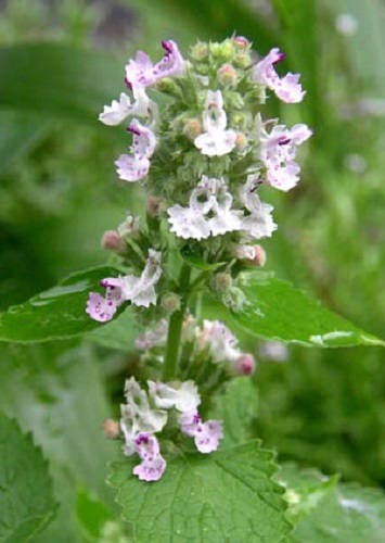 Packet of Citrus Lemon Catnip seeds for planting