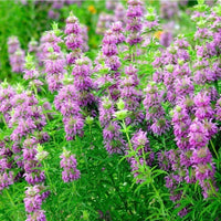 Close-up of Lemon Mint layered purple flowers