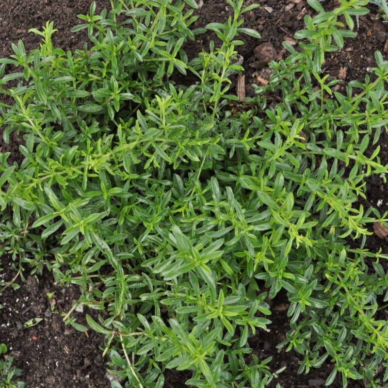 Lemon Savory pale flowers attracting pollinators