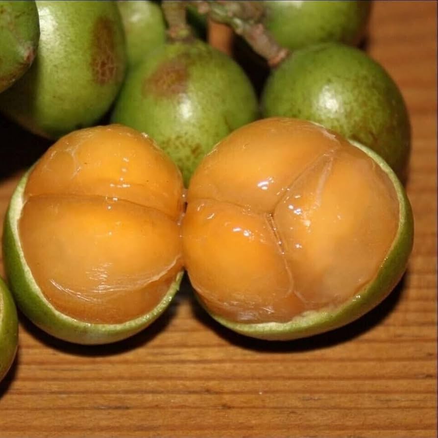 Lemon Sweet Spanish Lime seeds ready for planting in home gardens.