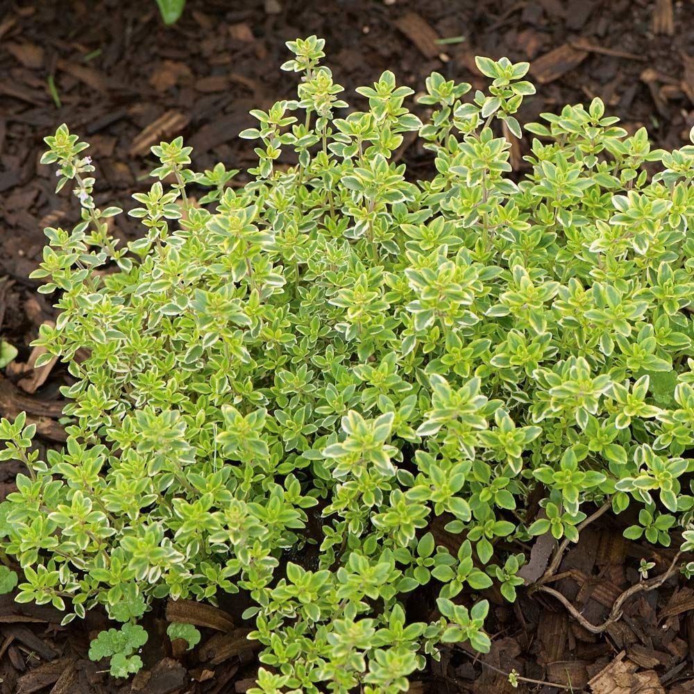 Lemon Thyme seeds for planting in home and kitchen gardens.