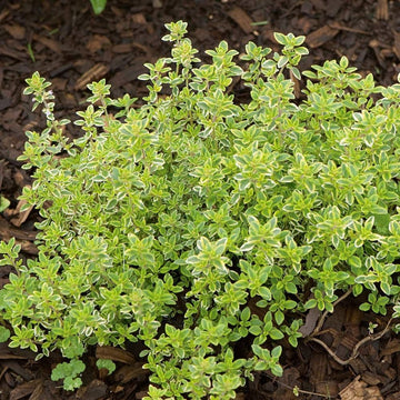 Lemon Thyme seeds for planting in home and kitchen gardens.