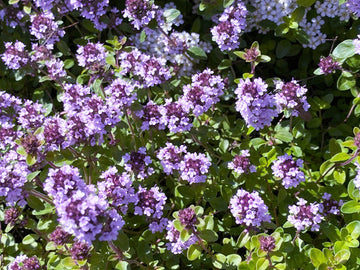 Lemon Thyme Used as Ground Cover and Border Plant