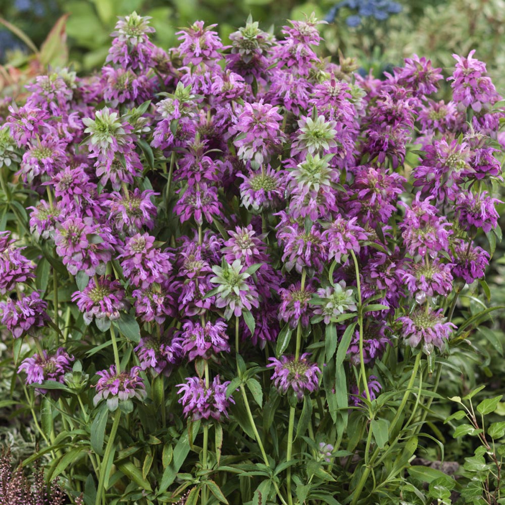 Lemon Bee Balm Seeds – Aromatic Perennial Herb for Garden Planting