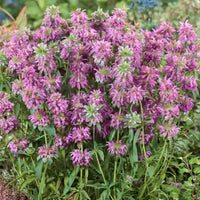 Lemon Bee Balm Seeds – Aromatic Perennial Herb for Garden Planting