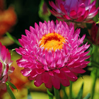 Pink Immortelle Flower Seeds for Planting  Beautiful Everlasting Blooms for Your Garden