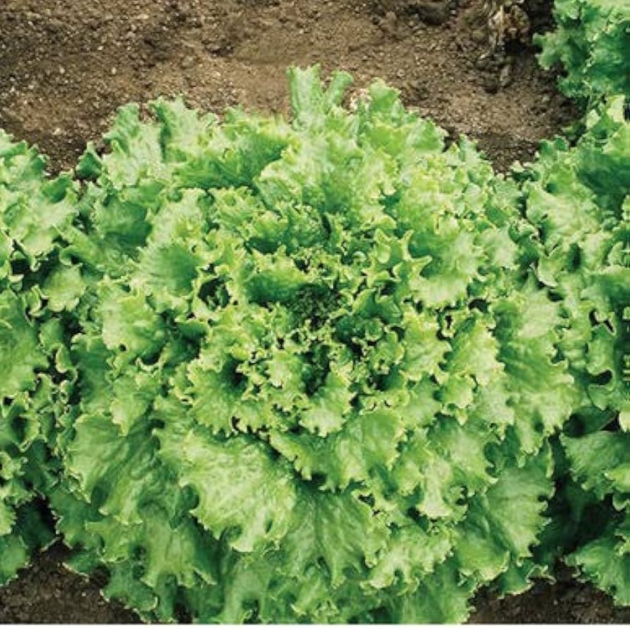 Healthy lettuce plants growing in urban garden bed