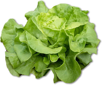 Lettuce plants growing in a home vegetable patch