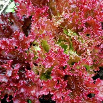 Lollo Rosso lettuce with curled red and green leaves growing in a garden
