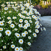 Alaska Shasta Daisy Seeds Heirloom Garden Flower for Home Planting