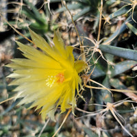 Yellow Leuchtenbergia Plant Planting Seeds