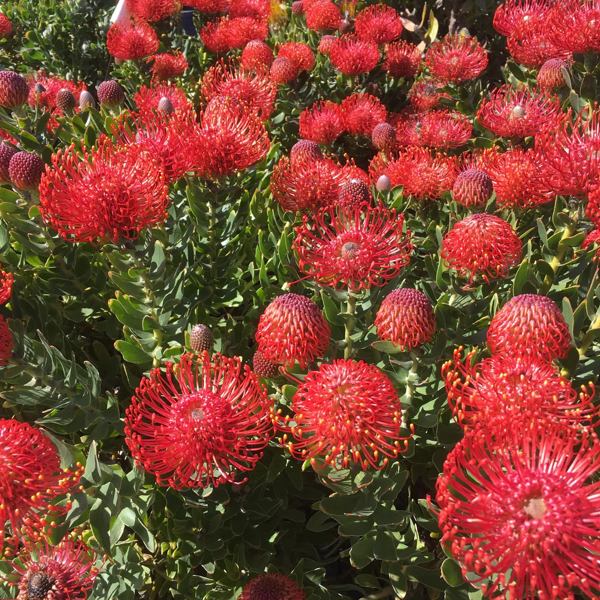 Bright Leucospermum Cordifolium flowers growing in a garden landscape