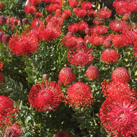 Bright Leucospermum Cordifolium flowers growing in a garden landscape