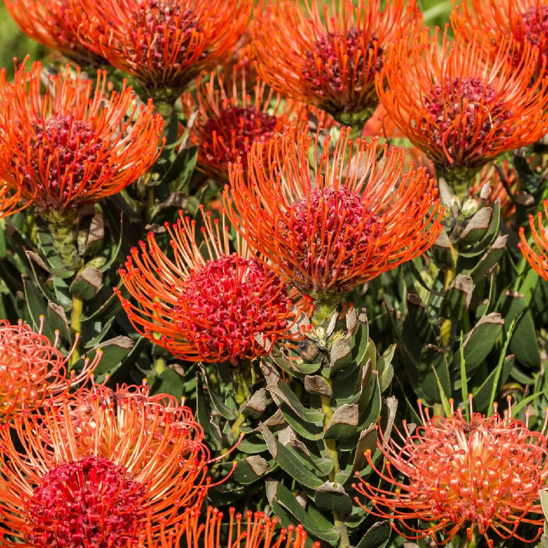 Leucospermum Cordifolium flower seeds for ornamental garden planting