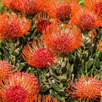Leucospermum Cordifolium flower seeds for ornamental garden planting