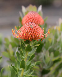 Ornamental Leucospermum Cordifolium plant with distinctive pincushion blooms