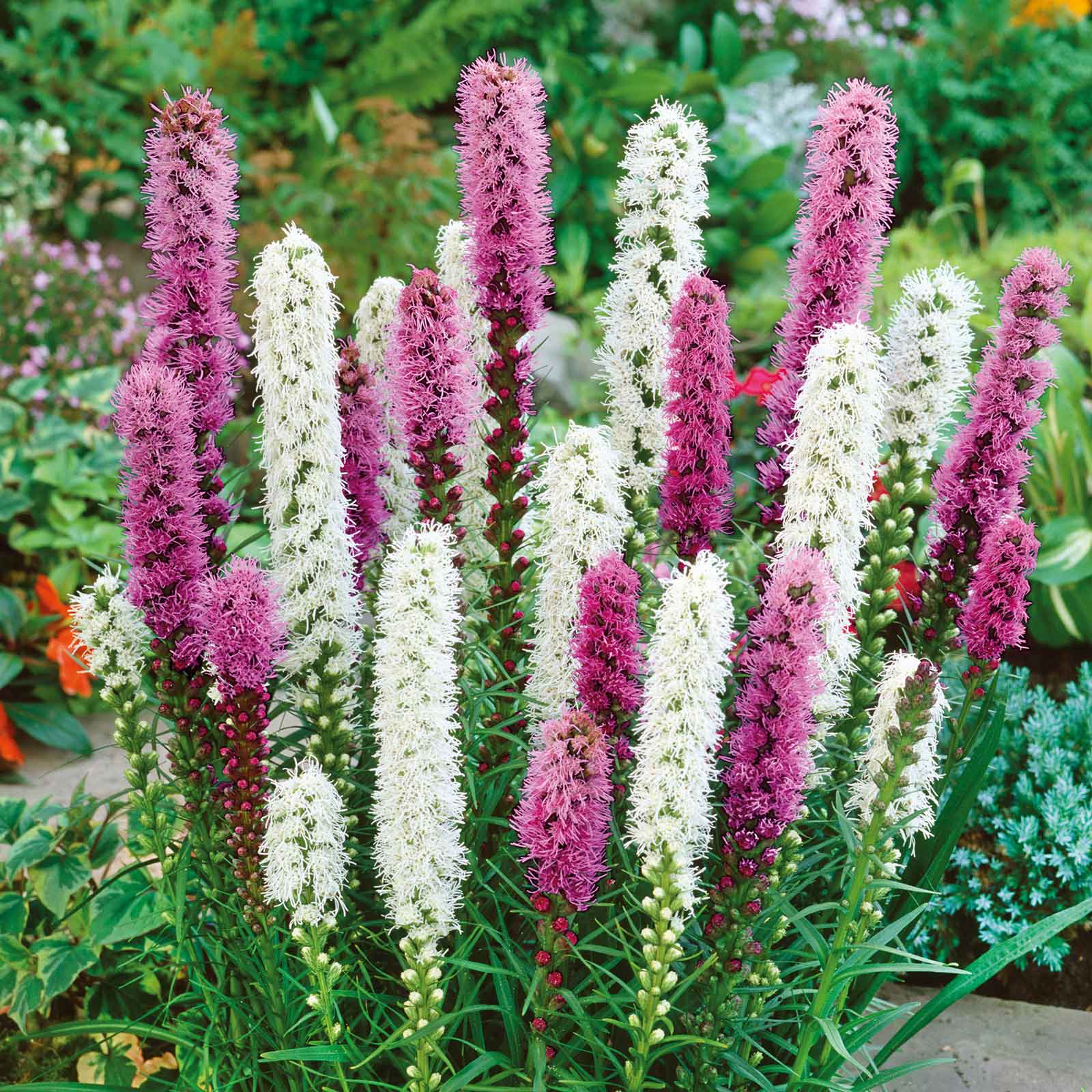 Perennial Liatris flower bulbs with tall blooms