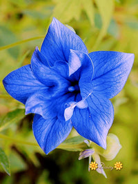 Light Blue Amaryllis Seeds for Planting