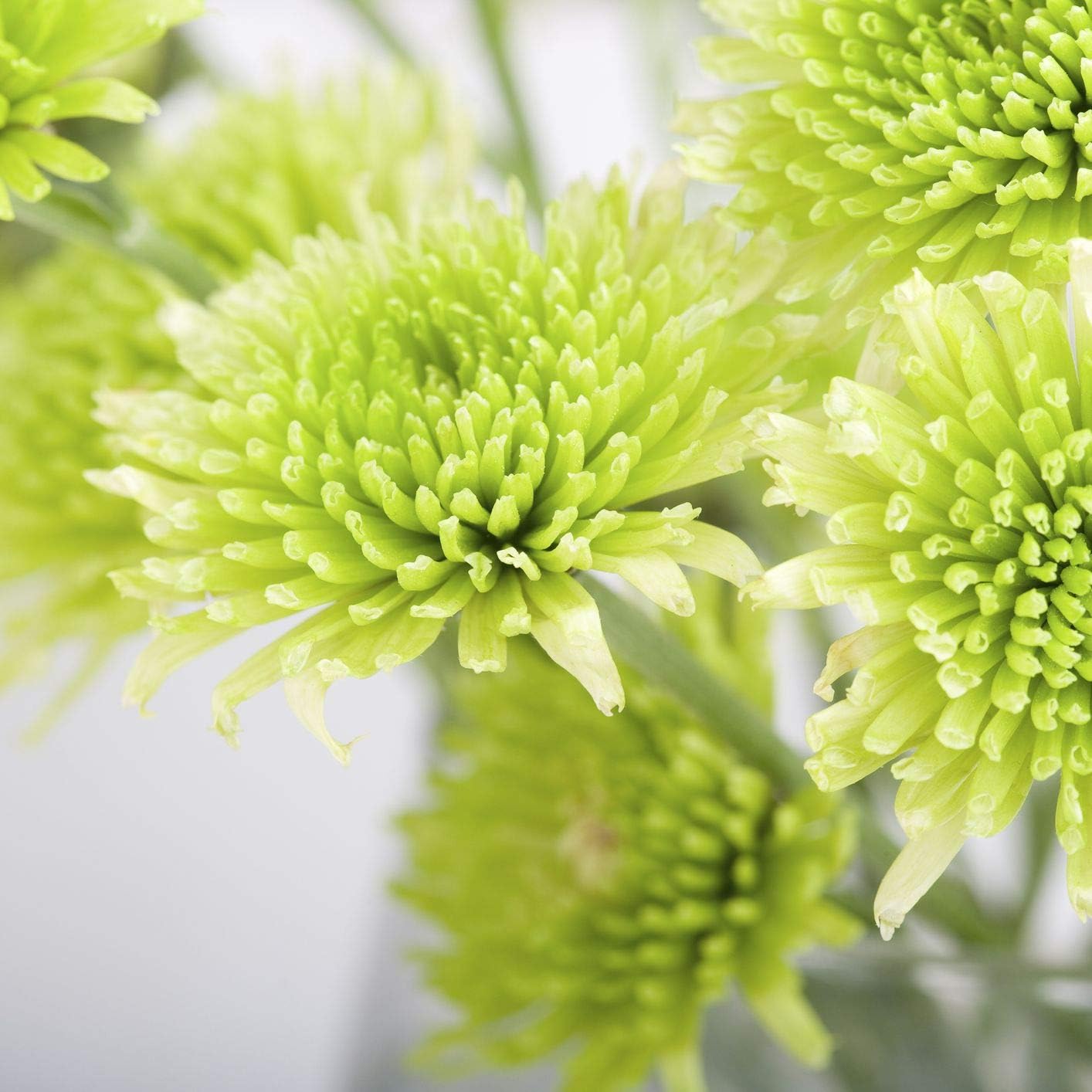 Light Green Aster Flower Seeds for Serene Garden Planting