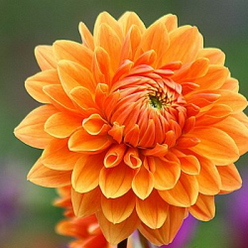 Light Orange Dahlia Flower Seeds for Planting