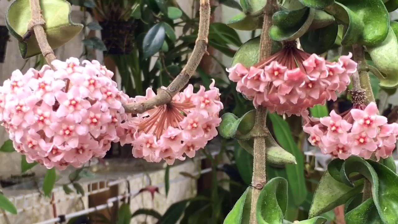 Light Pink Carnosa Flower Seeds for Planting