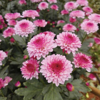 Light Pink Chrysanthemum Flower seeds for Planting - Vibrant Colors, Heirloom & GMO Free Seeds for Home Garden