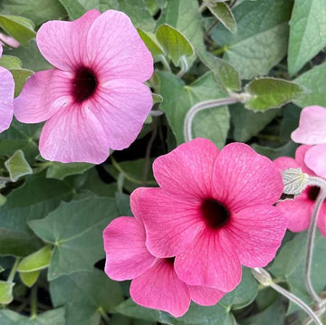 Light Pink Thunbergia flower seeds for planting in home gardens.
