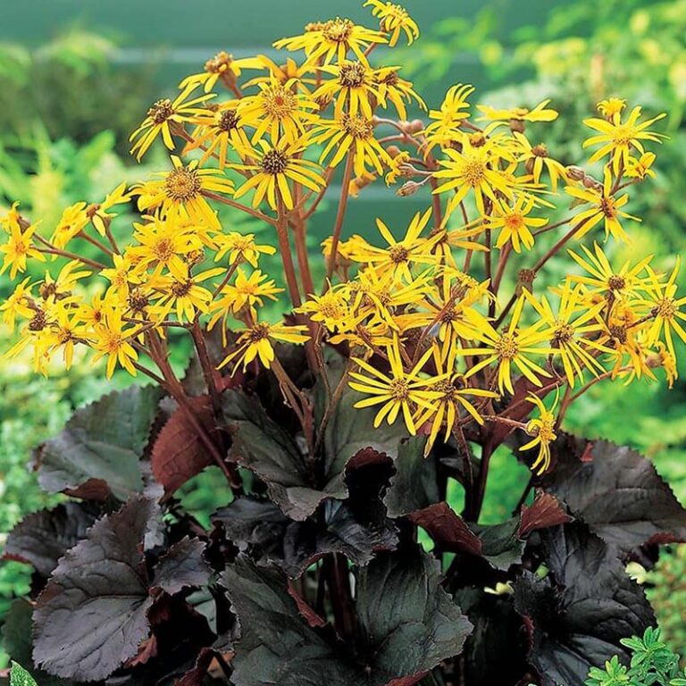 Yellow Ligularia Flower seeds for Planting - Bright Blooms, Heirloom & GMO Free Seeds for Home Garden