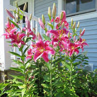 Stargazer Oriental Lily Bulbs for Garden Beds, Borders, Containers & Outdoor Landscapes