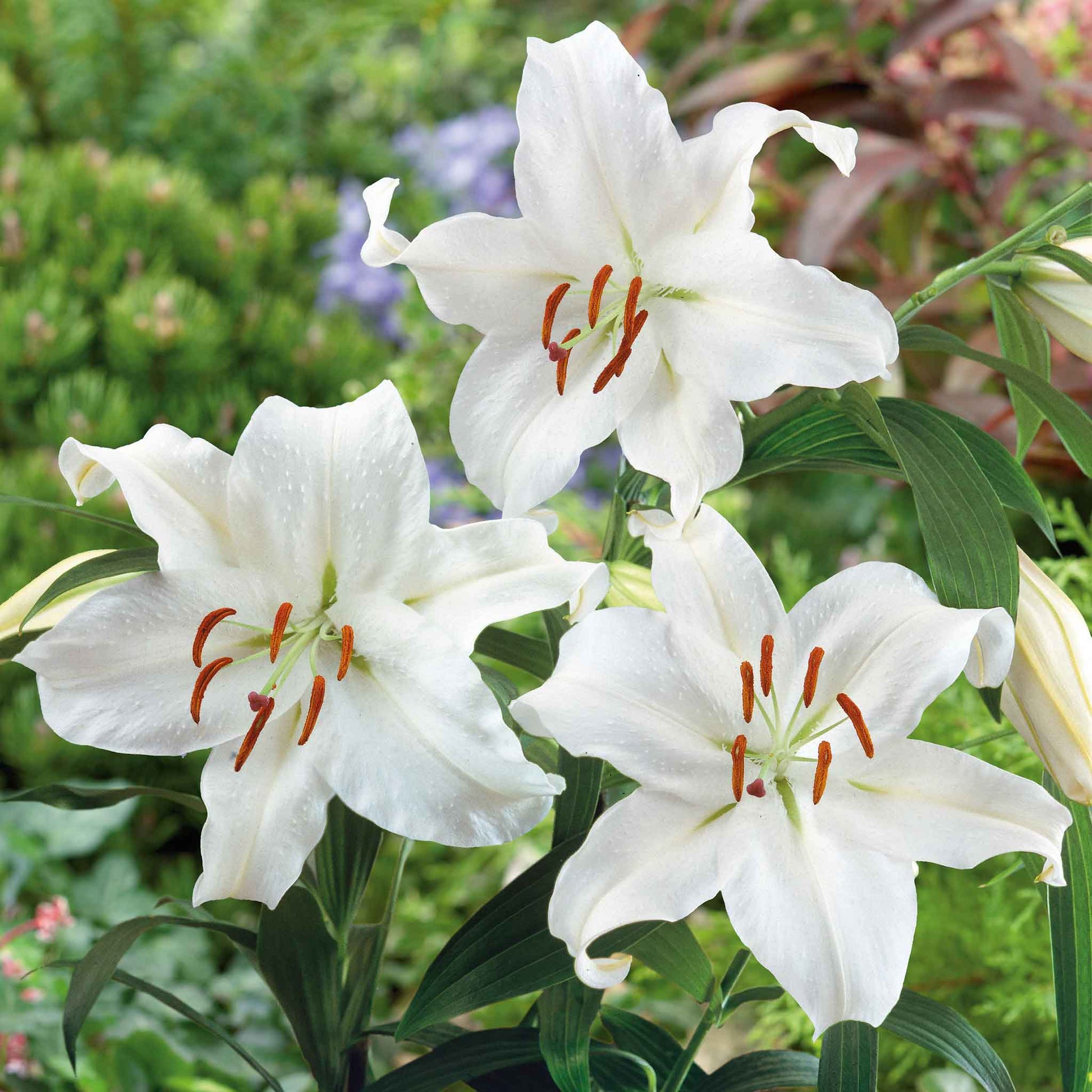 Casa Blanca Flower seeds for Planting - Perfect for Borders, Heirloom & GMO Free Seeds for Home Garden
