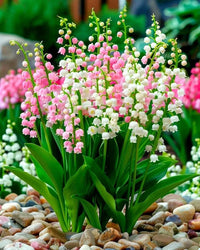 Lily of the Valley Bulbs Mix for shaded garden planting
