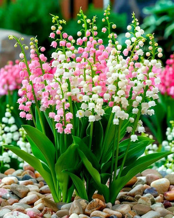Lily of the Valley Bulbs Mix for shaded garden planting
