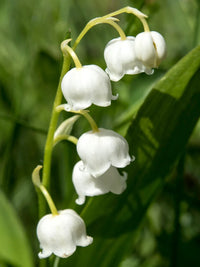 Lily of the Valley seeds for perennial flower gardens and ornamental landscapes.